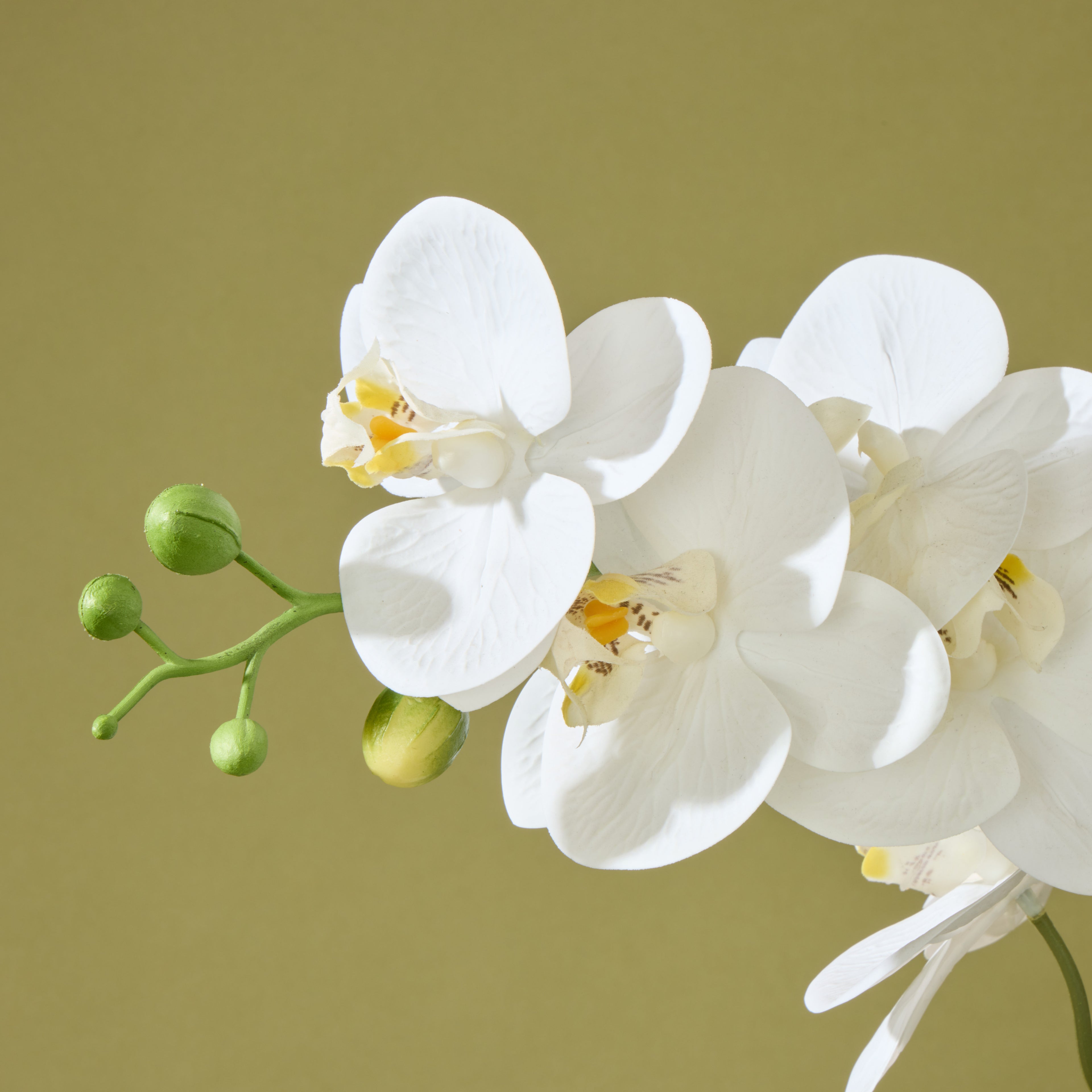 Faux Phalaenopsis Orchid  - Cream Pot | 56cm