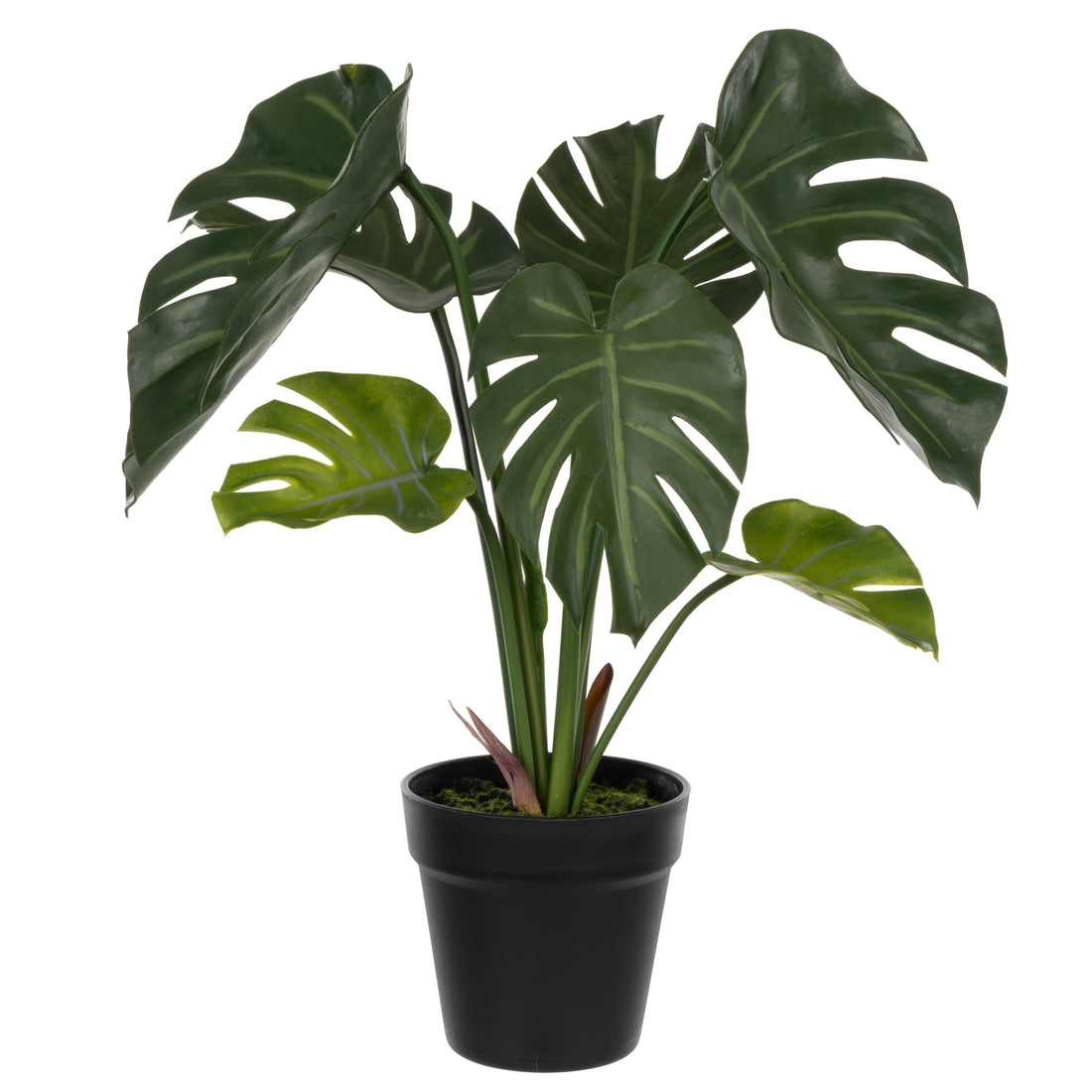 Rogue Monstera Plant - Garden Pot Green