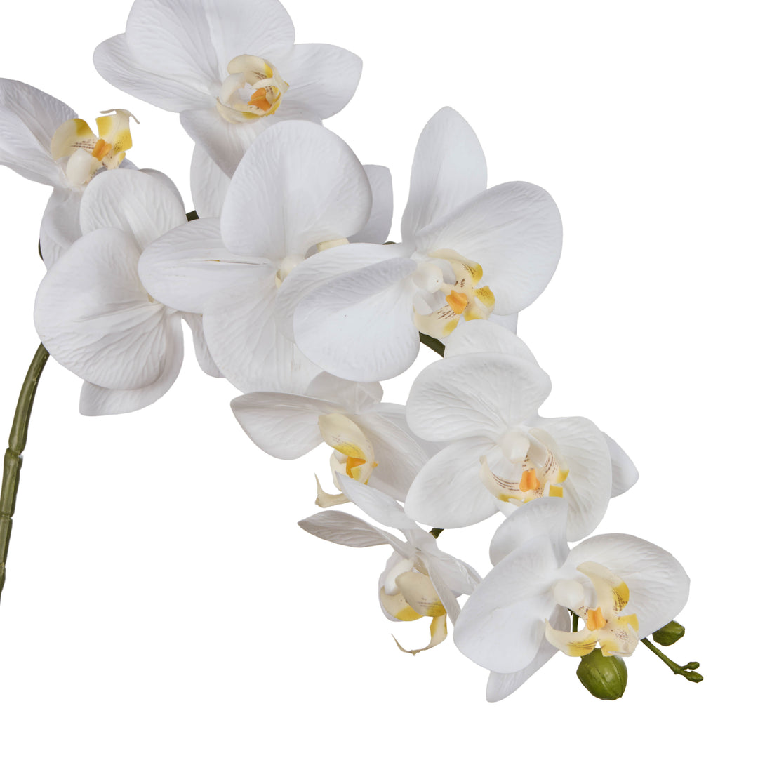 Rogue Phalaenopsis Orchid Stem White