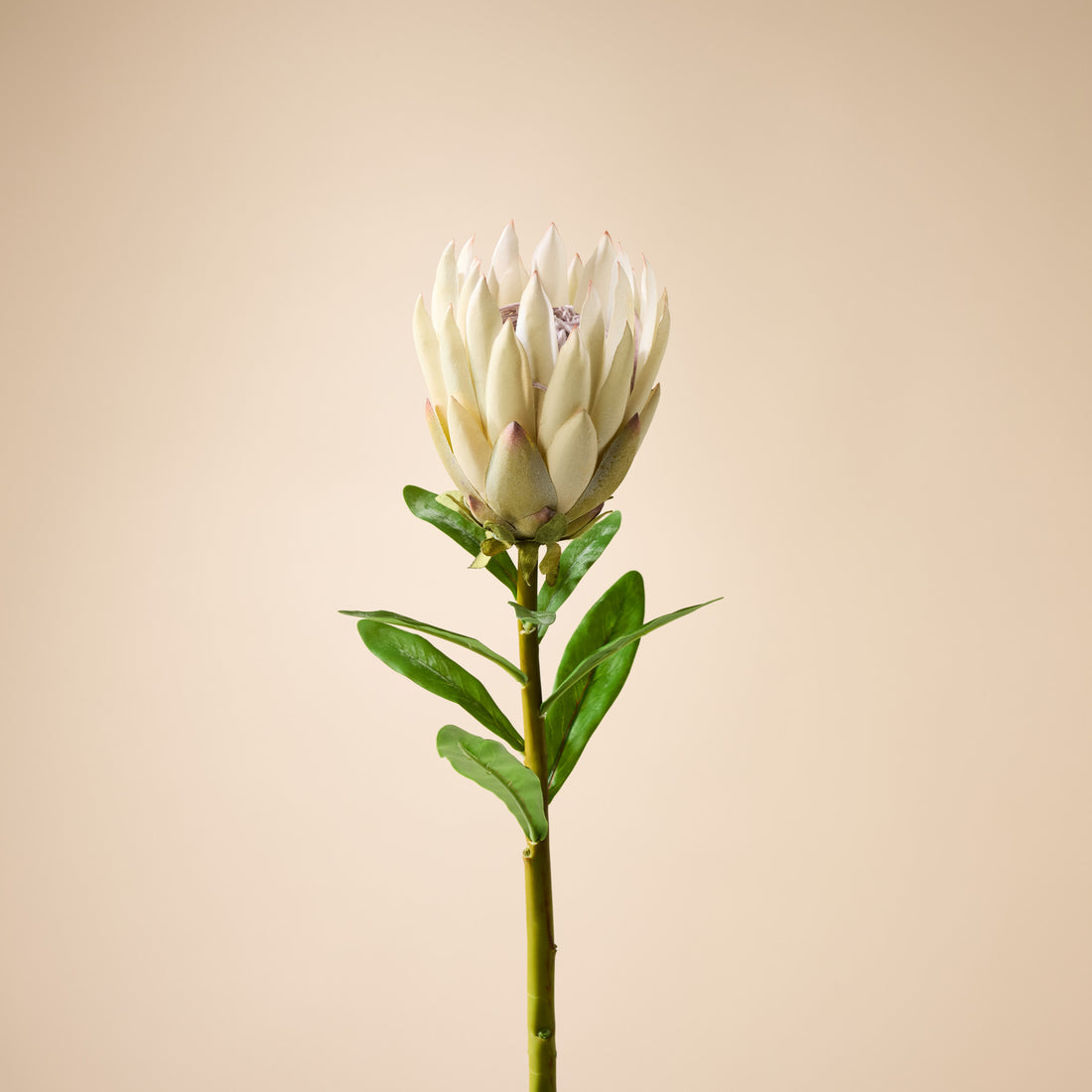 Faux Protea Spray | Cream - 60cm