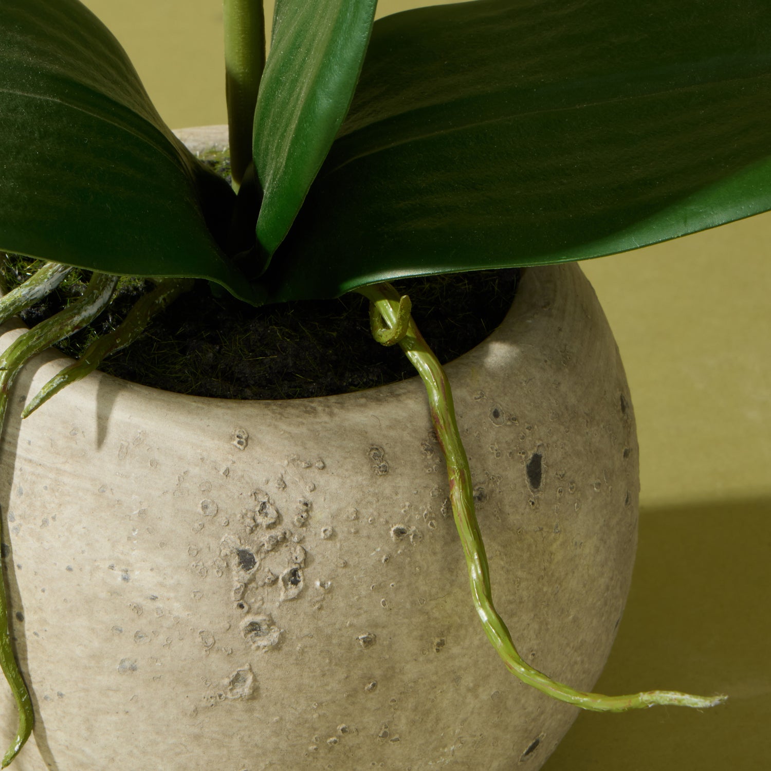 Faux Phalaenopsis Orchid  - Cream Pot | 48cm