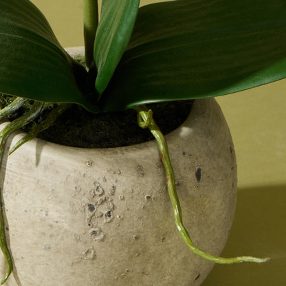 Faux Phalaenopsis Orchid  - Cream Pot | 48cm