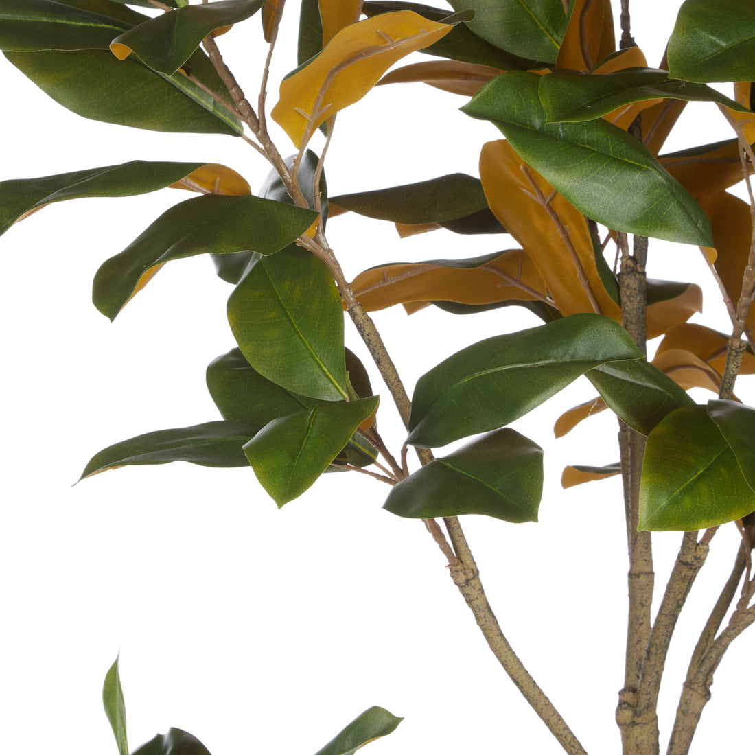 Rogue Magnolia Tree - Rustic Stone Look Pot Green