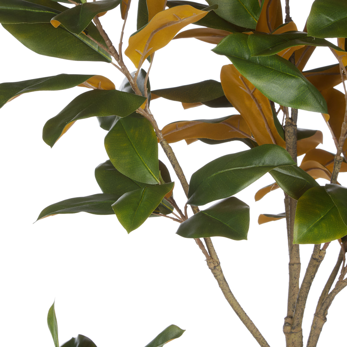 Rogue Magnolia Tree - Rustic Stone Look Pot Green
