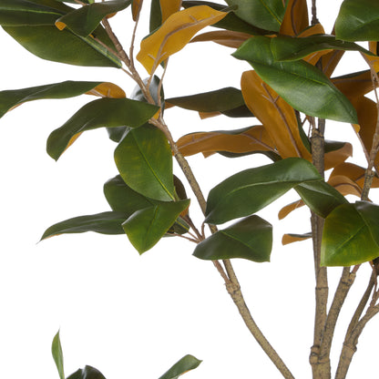 Rogue Magnolia Tree - Rustic Stone Look Pot Green