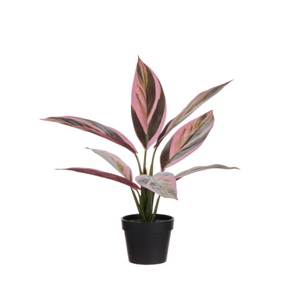 Faux Cordyline Plant | Burgundy  -  36cm