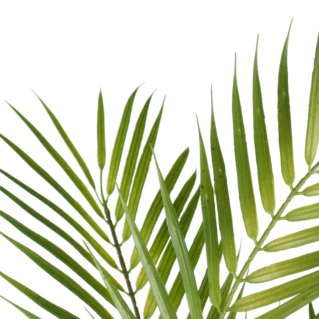Rogue Phoenix Palm Green