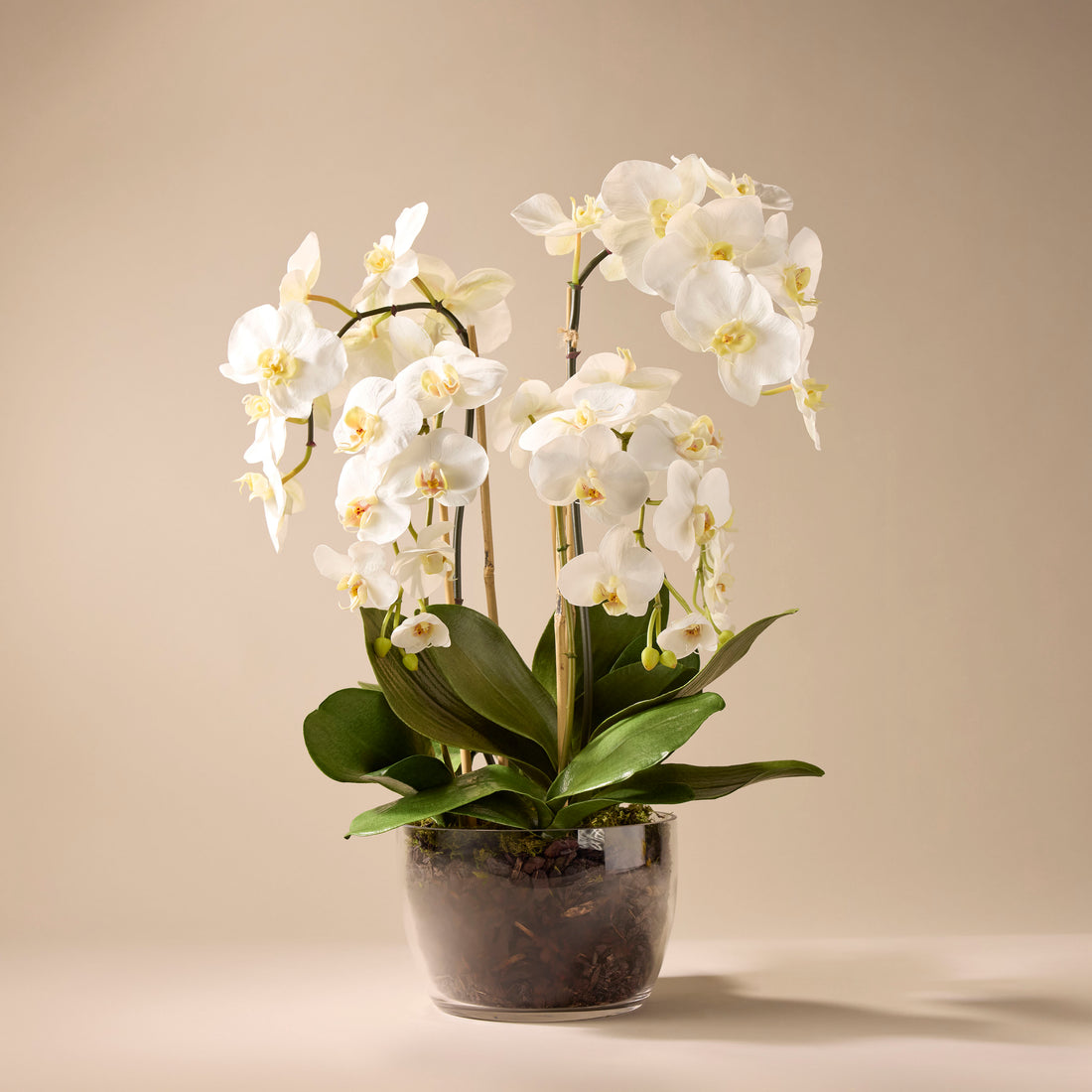 Faux Phalaenopsis Orchid Plant in Classic Bowl | White - 68cm