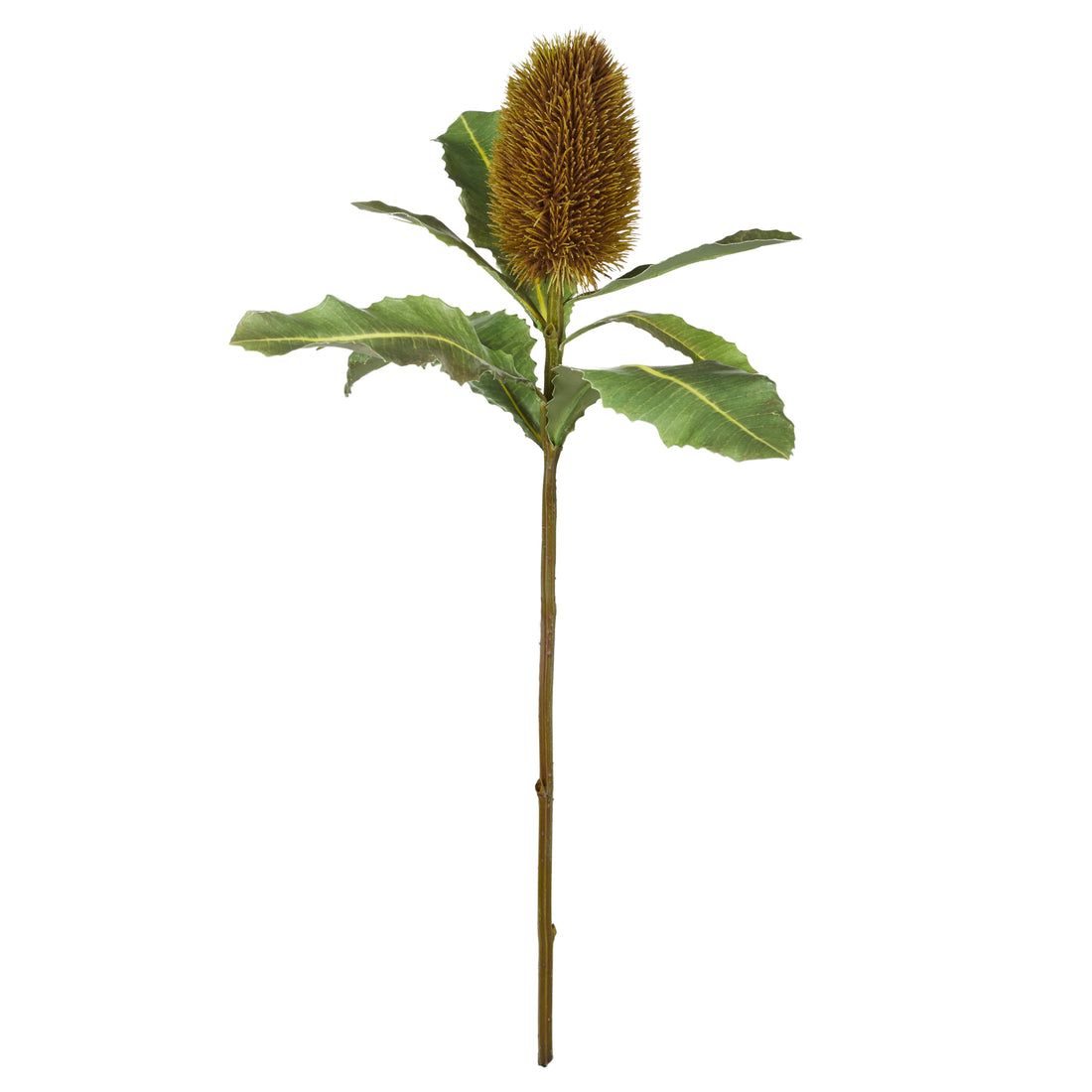 Faux Banksia Stem | Brown - 67cm