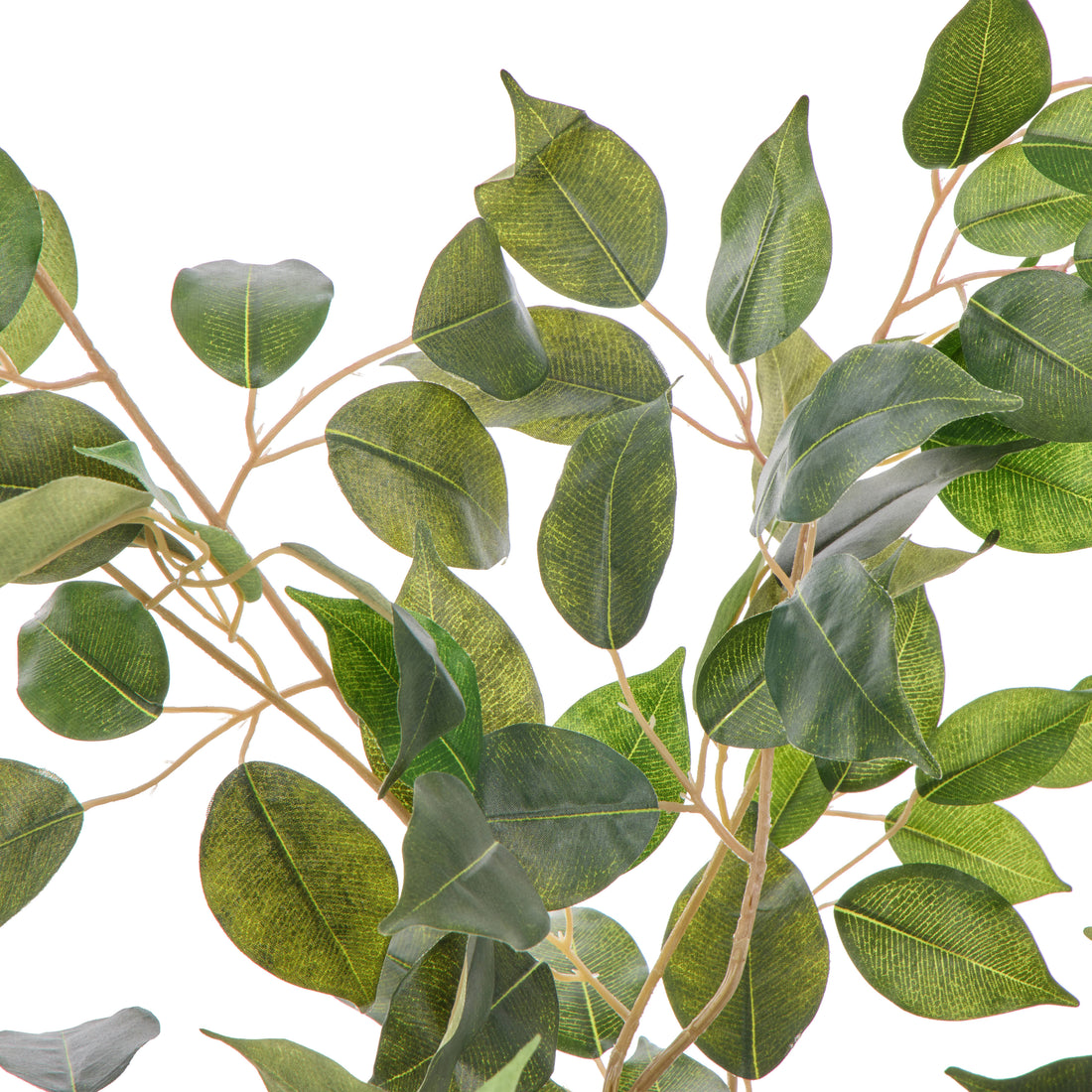 Rogue Ficus Tree Pot Green