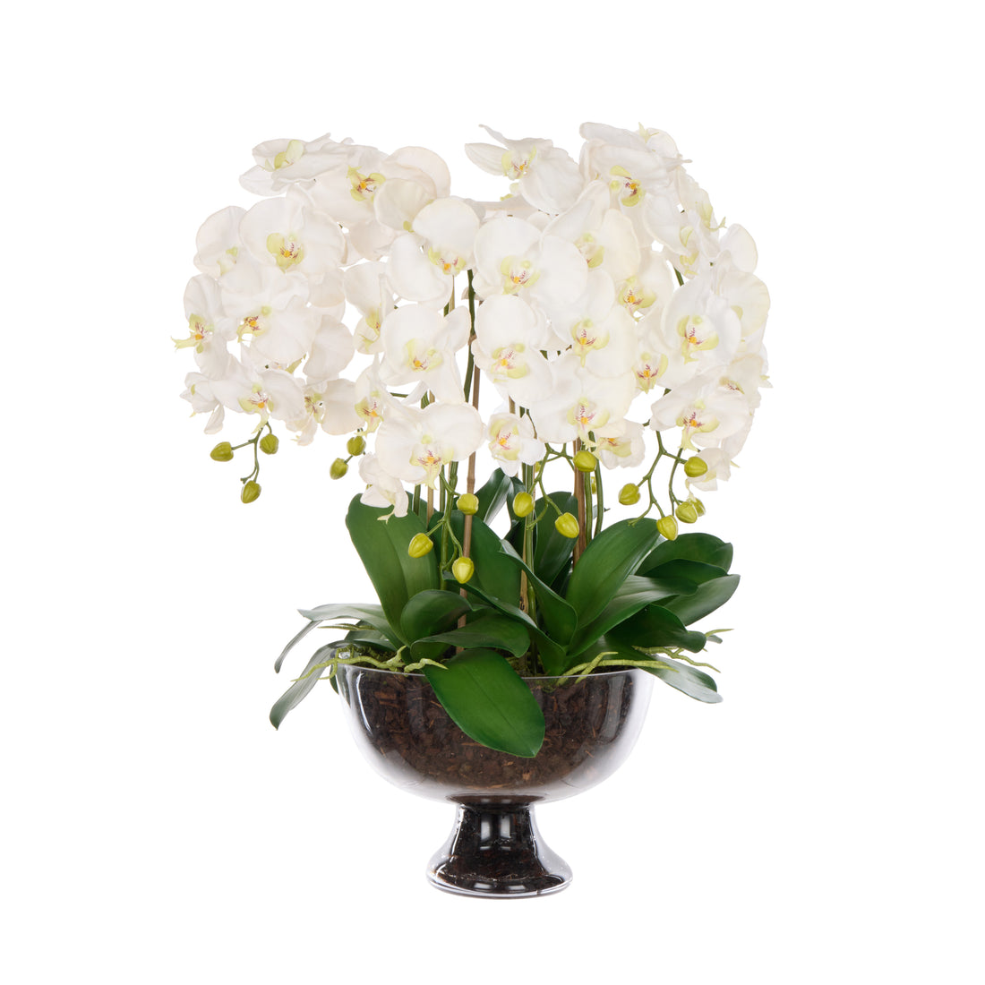 Rogue Phalaenopsis Full - Dahlia Bowl White &amp; Glass
