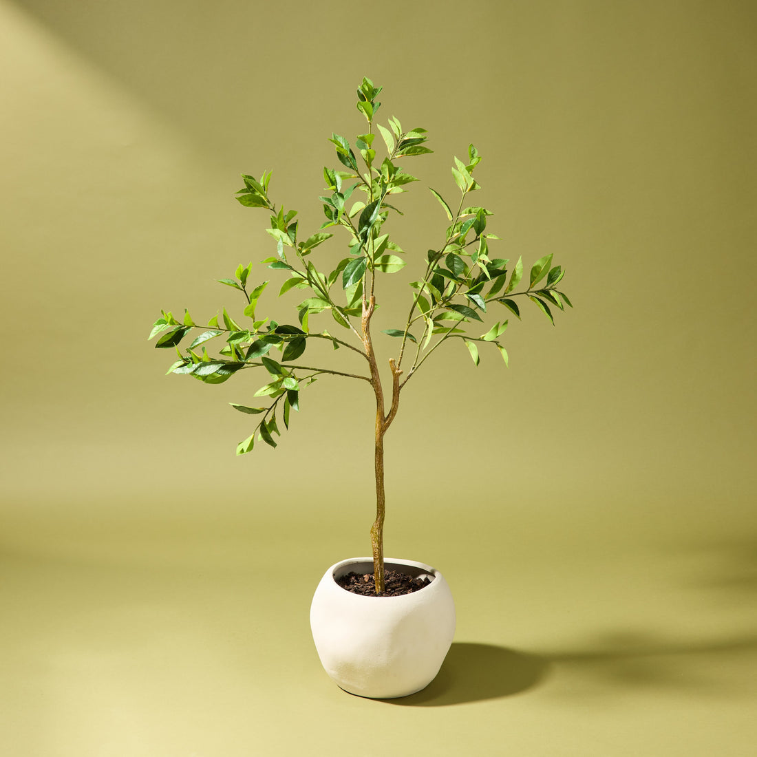 Faux Ficus Tree - Lyon Organic Bowl Planter | Cream - 125cm