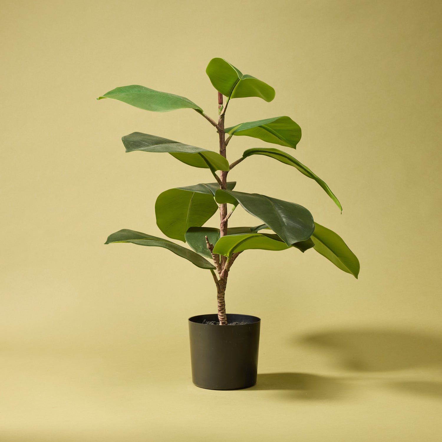 artificial rubber tree plant Artificial Rubber Leaf Tree | 62cm