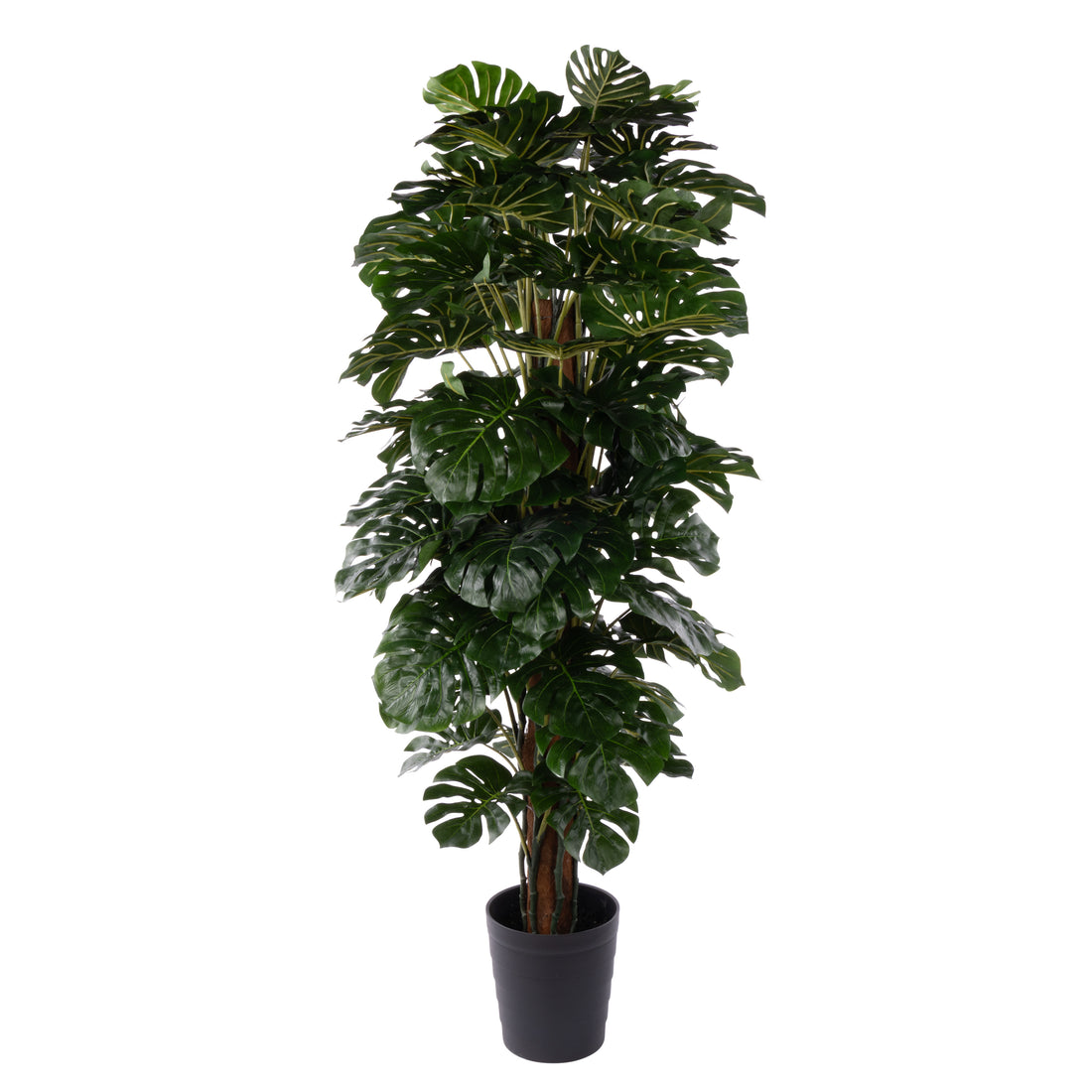 Rogue Monstera UV - Garden Pot Green