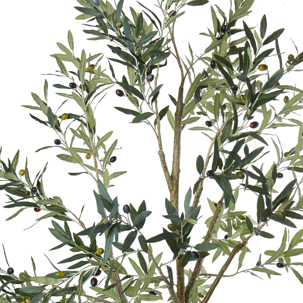 Rogue Olive Tree Green