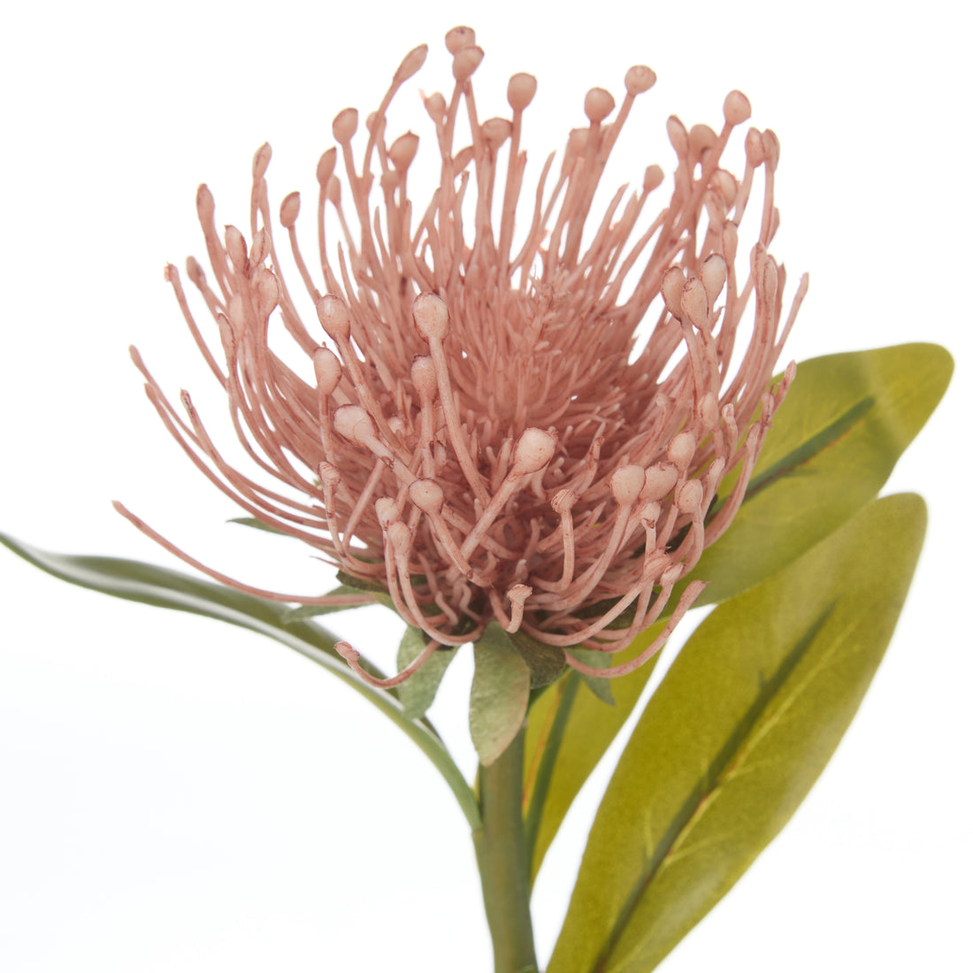 Rogue Pincushion Stem Pink