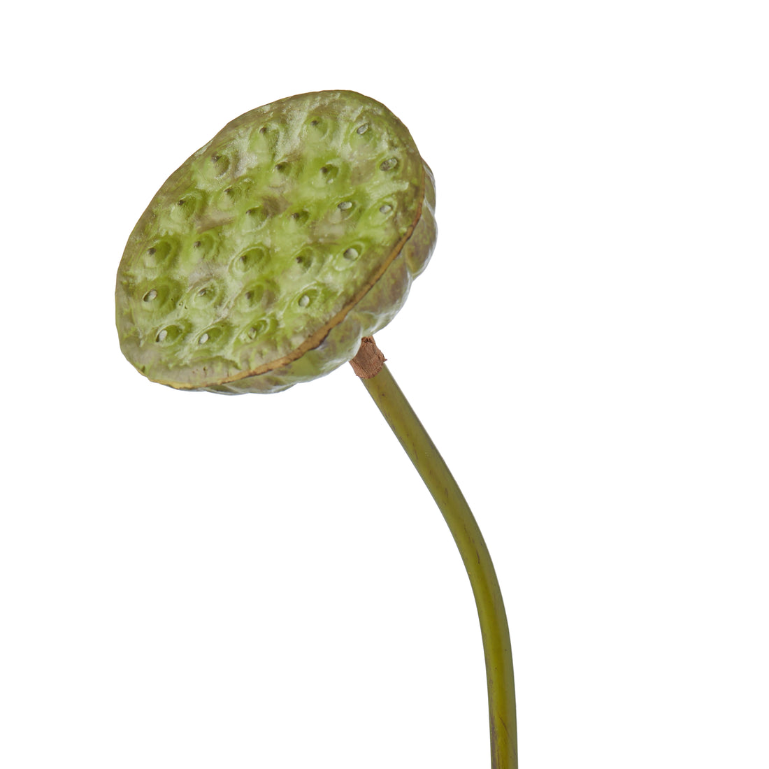Faux Lotus Bud | Green - 76cm