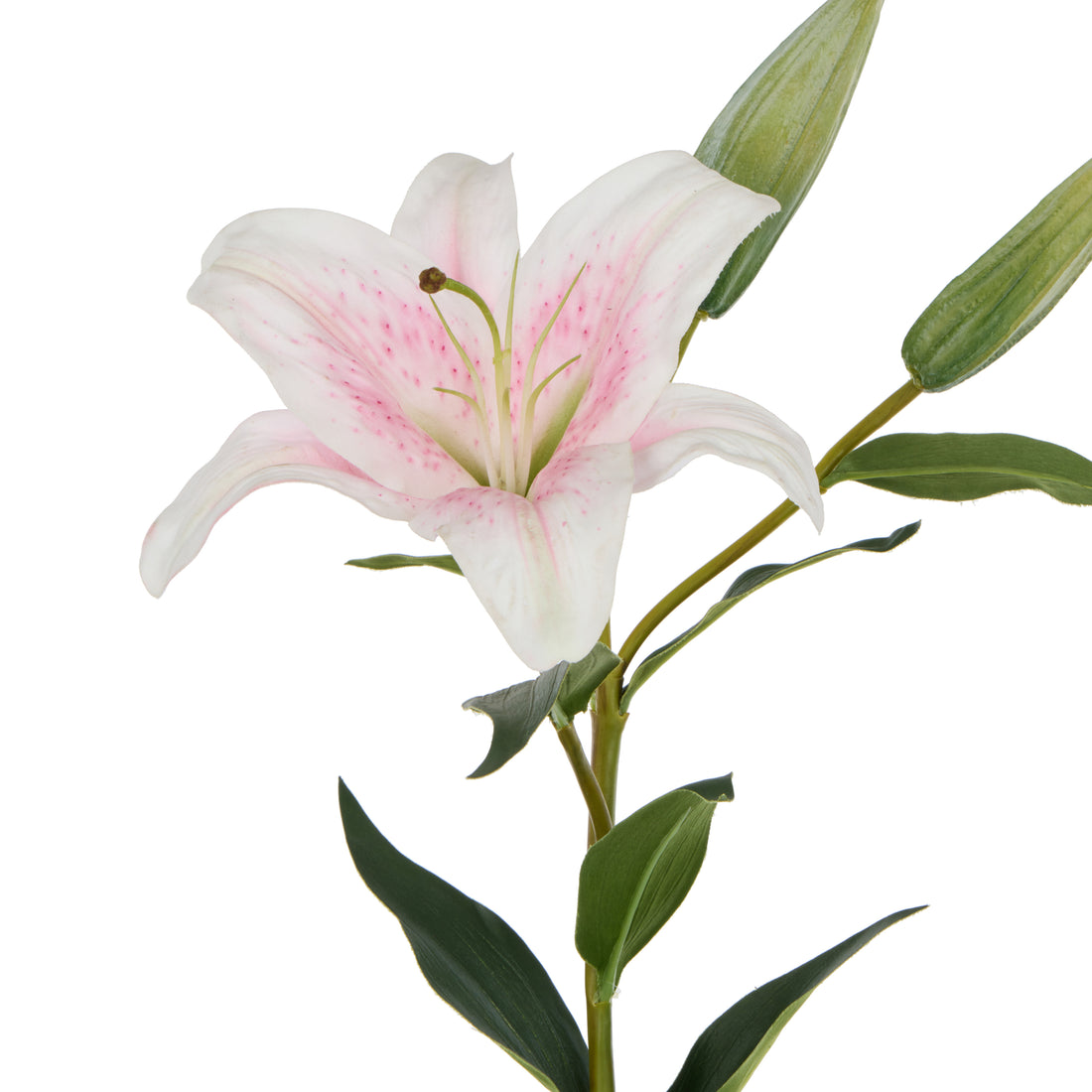 Rogue Casablanca Lily Pink