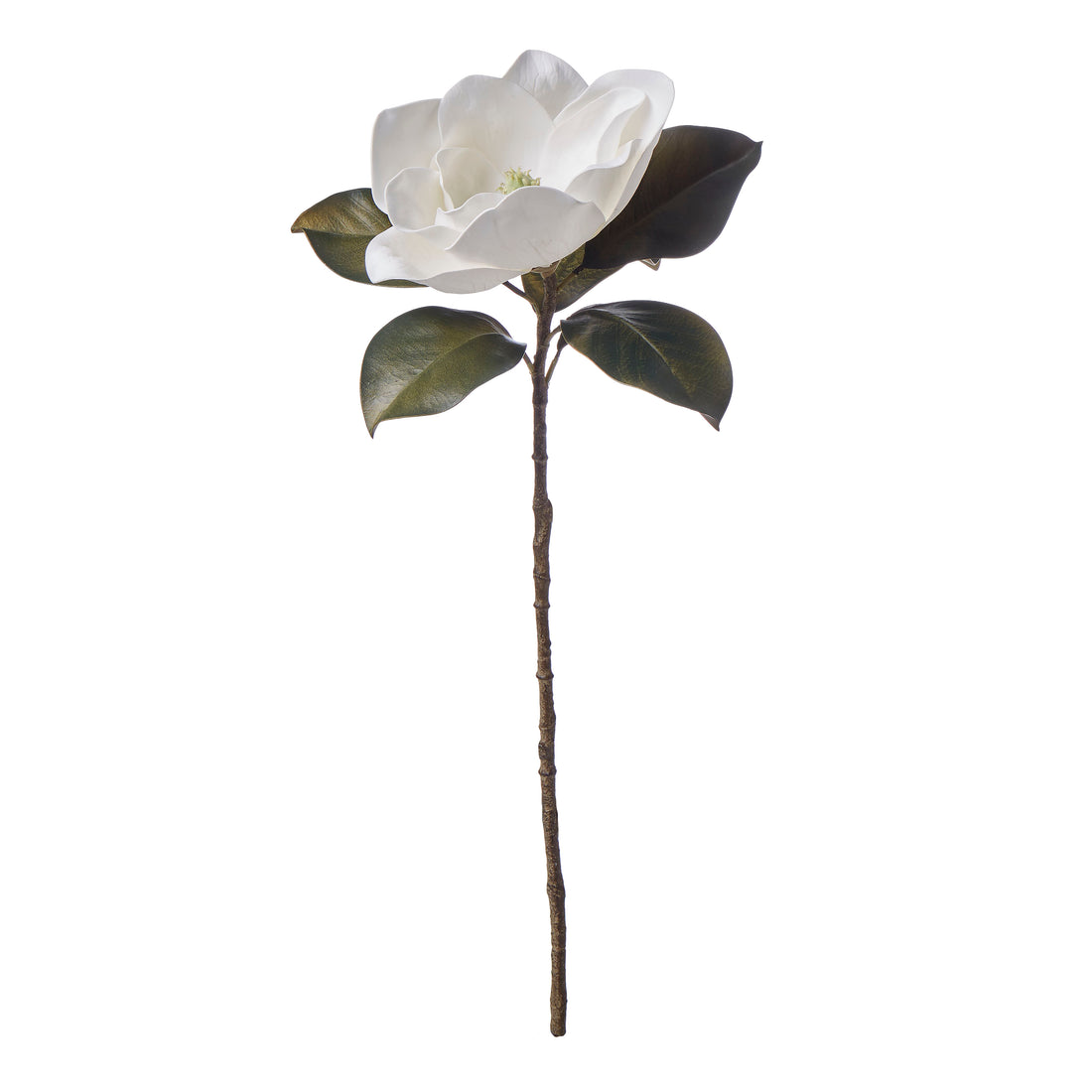 Rogue Magnolia Grandiflora White