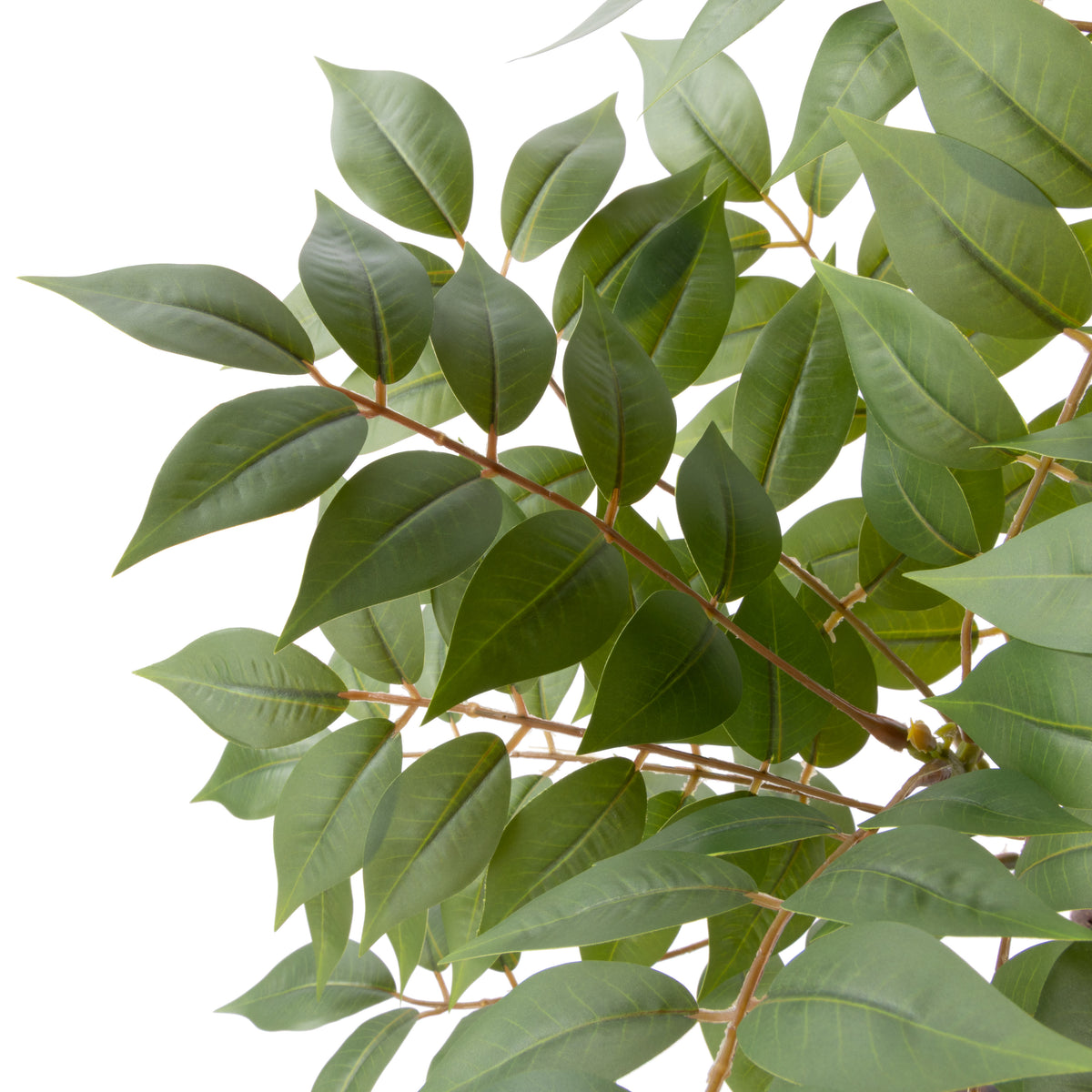 Rogue Wisteria Tree - Garden Pot Green