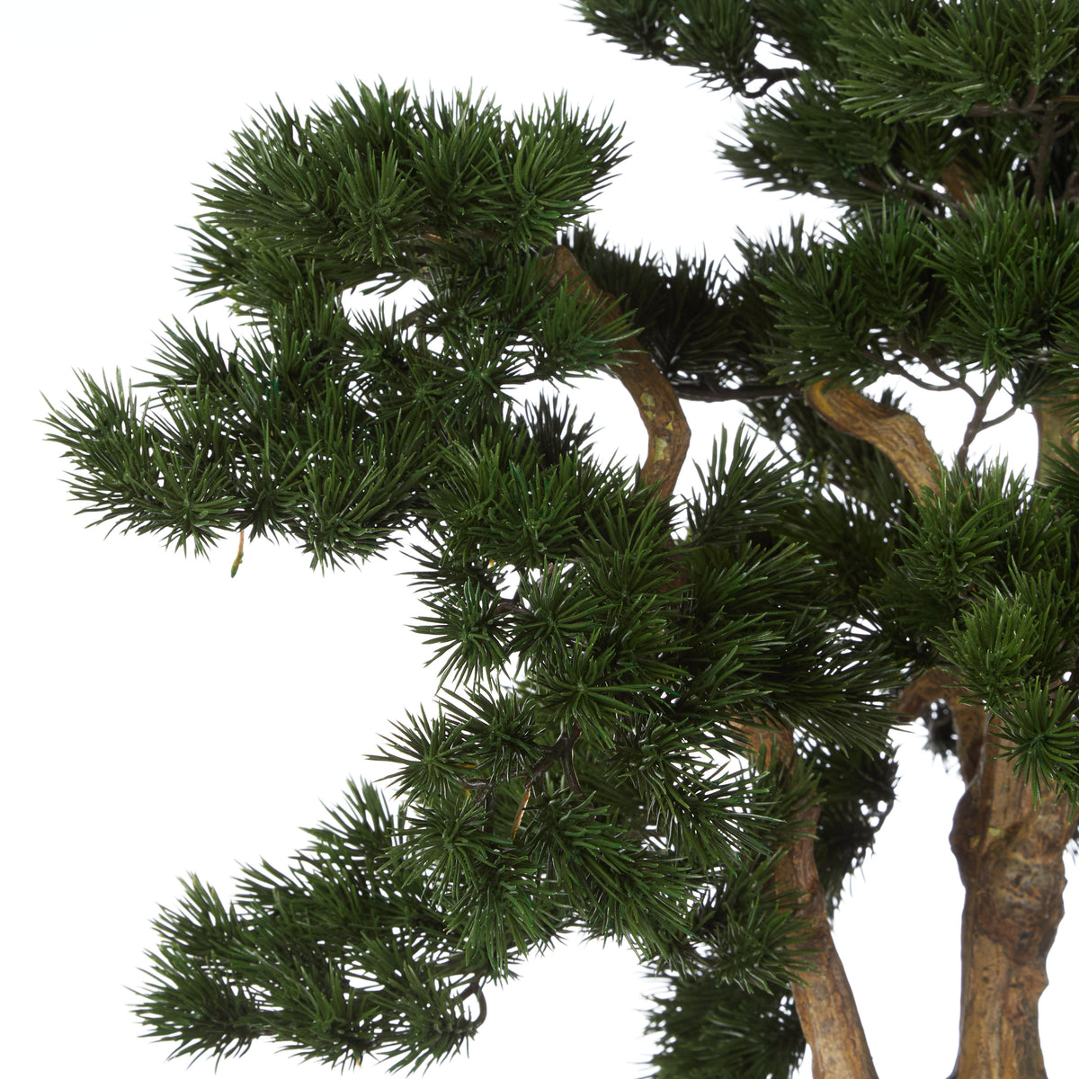 Rogue Pine Bonsai - Oslo Pot Green