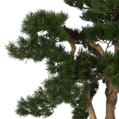 Rogue Pine Bonsai - Oslo Pot Green