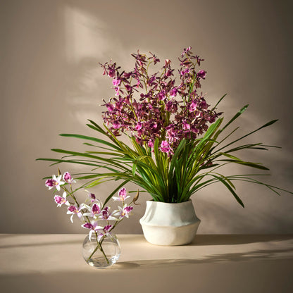 Rogue Phalaenopsis Orchid Pot Purple