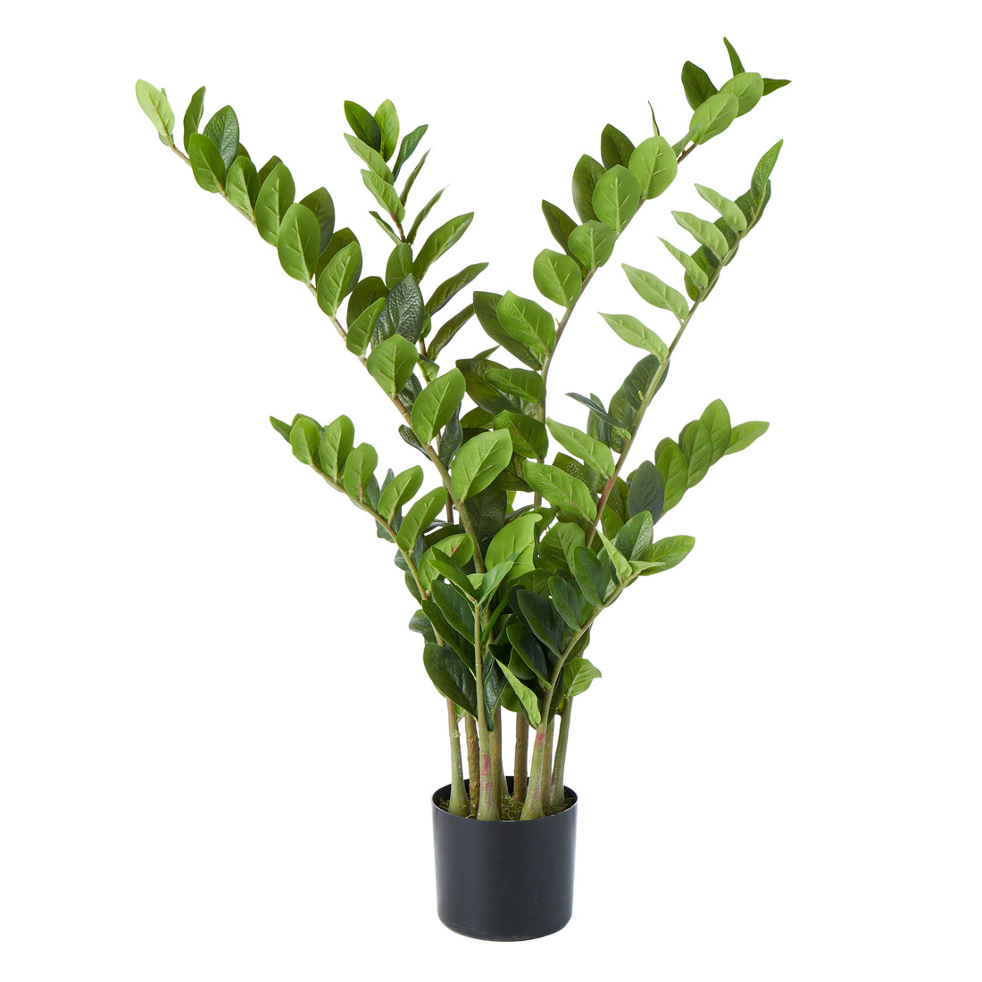 Rogue Zanzibar Gem - Garden Pot Green