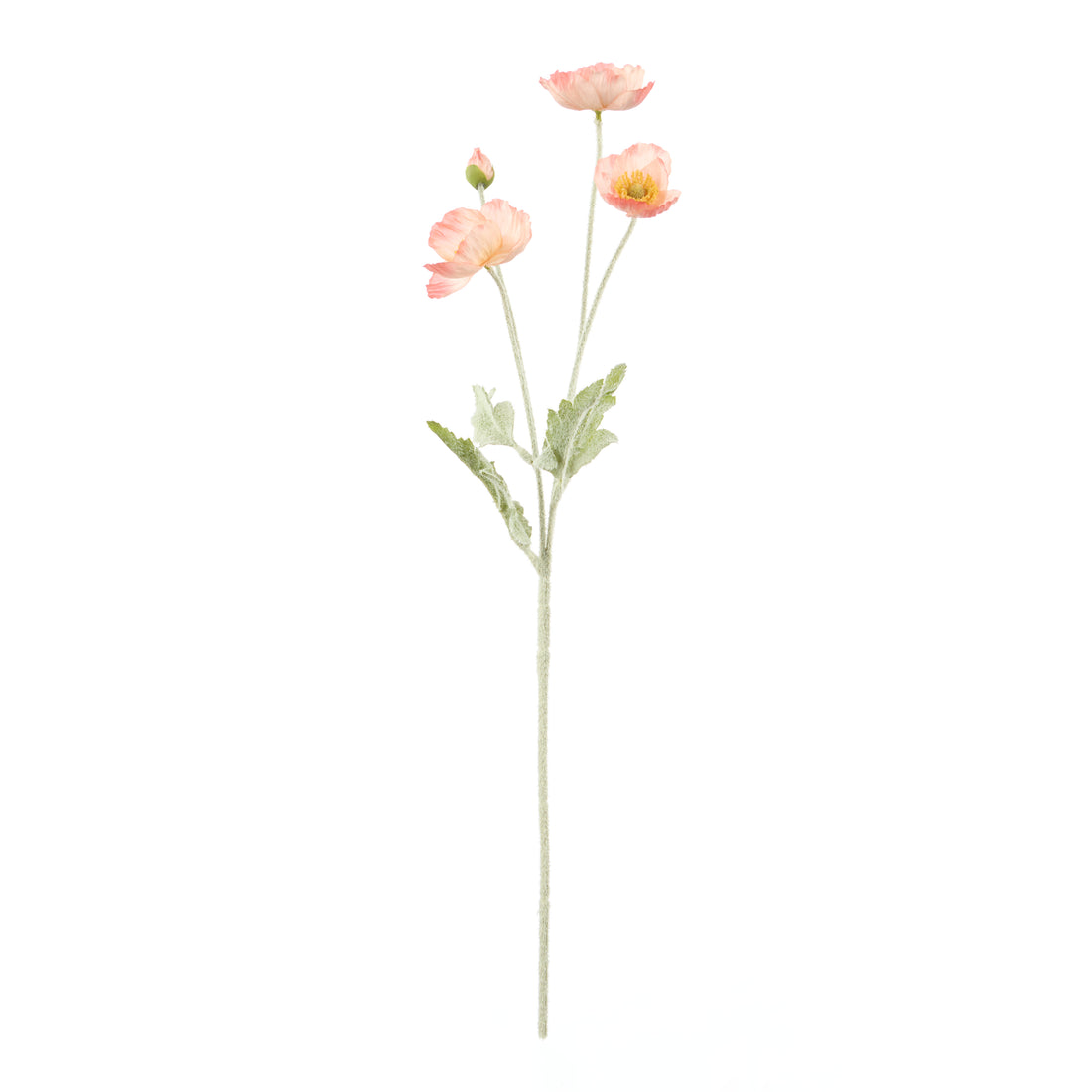 Rogue Poppy Spray Coral