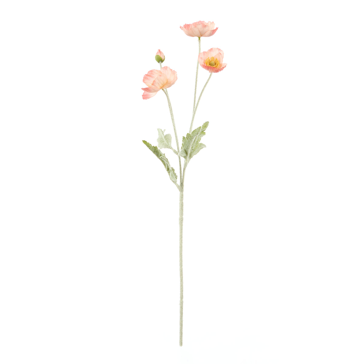 Rogue Poppy Spray Coral