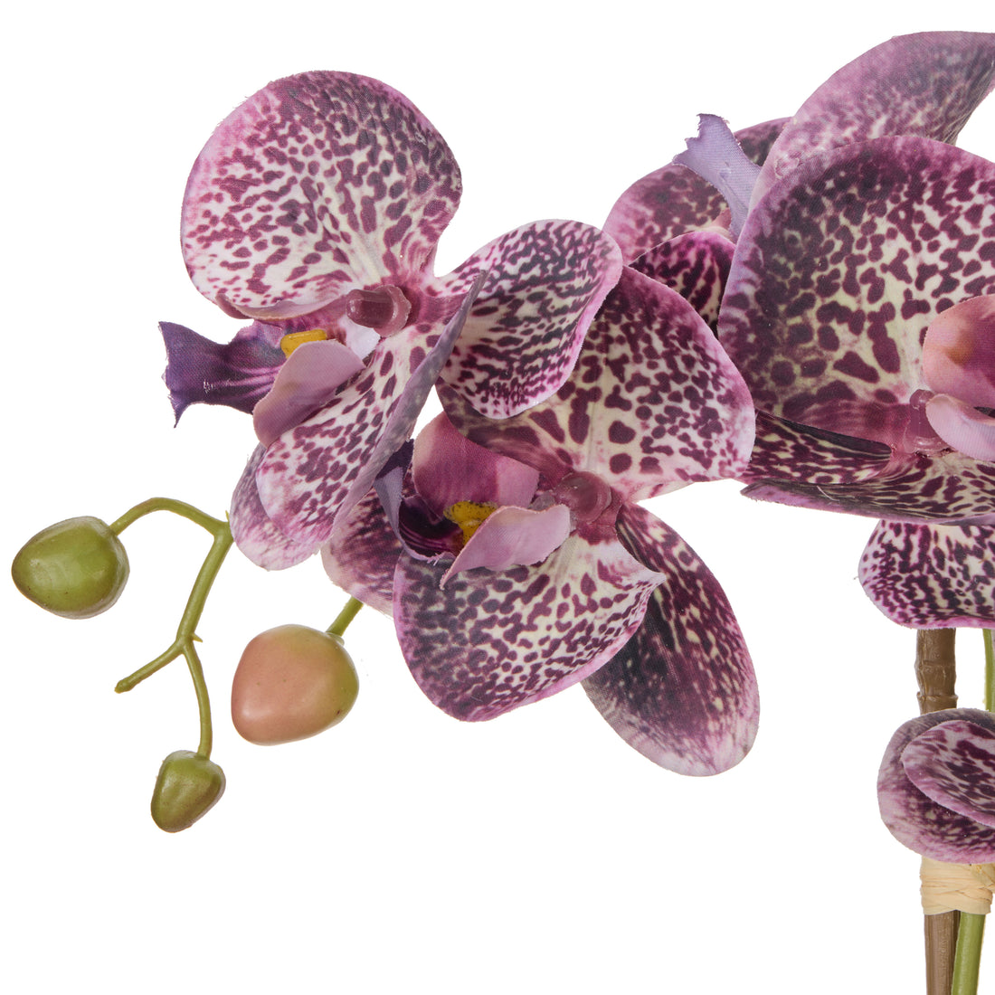Rogue Phalaenopsis Orchid Pot Purple