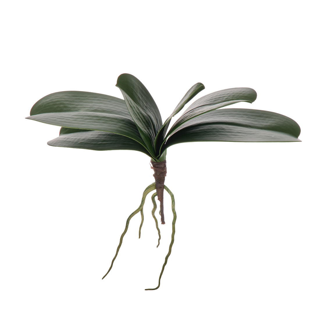 Rogue Orchid Rooted Foliage Green