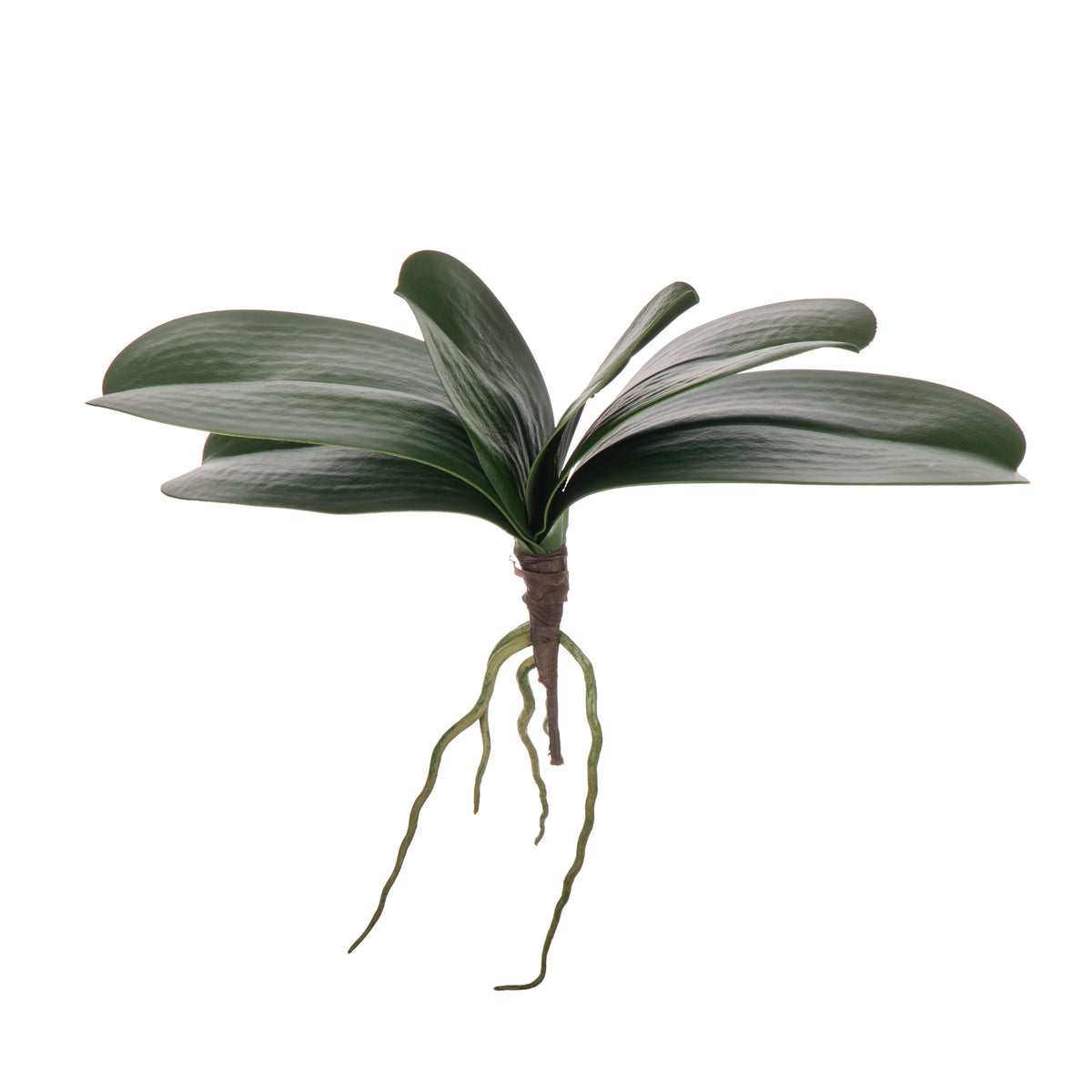 Rogue Orchid Rooted Foliage Green