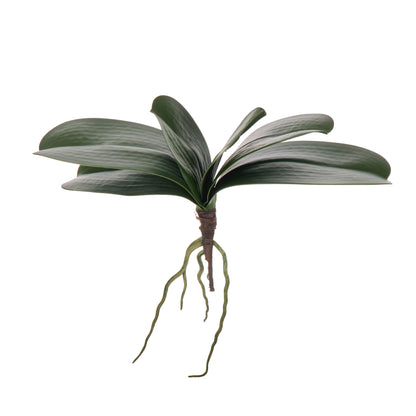 Rogue Orchid Rooted Foliage Green
