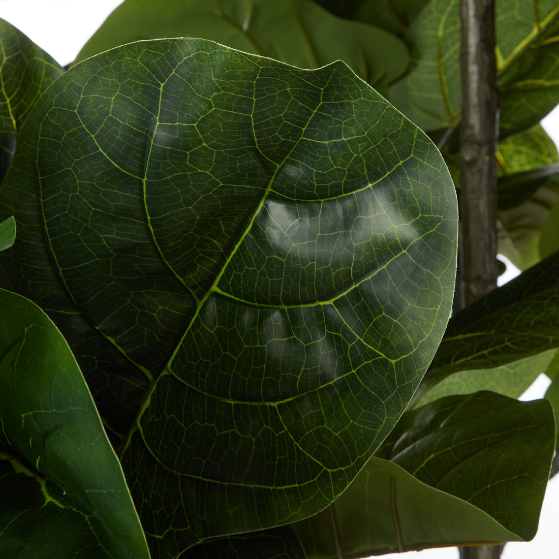 Rogue Giant Fiddle Plant - Vienna Planter Green