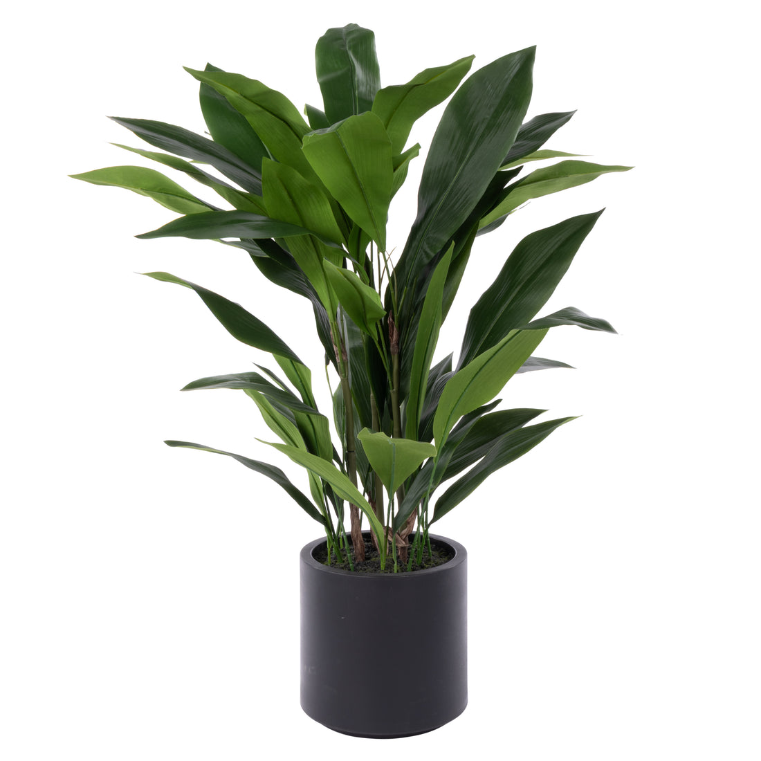 Rogue Cast Iron Plant UV Potted Green