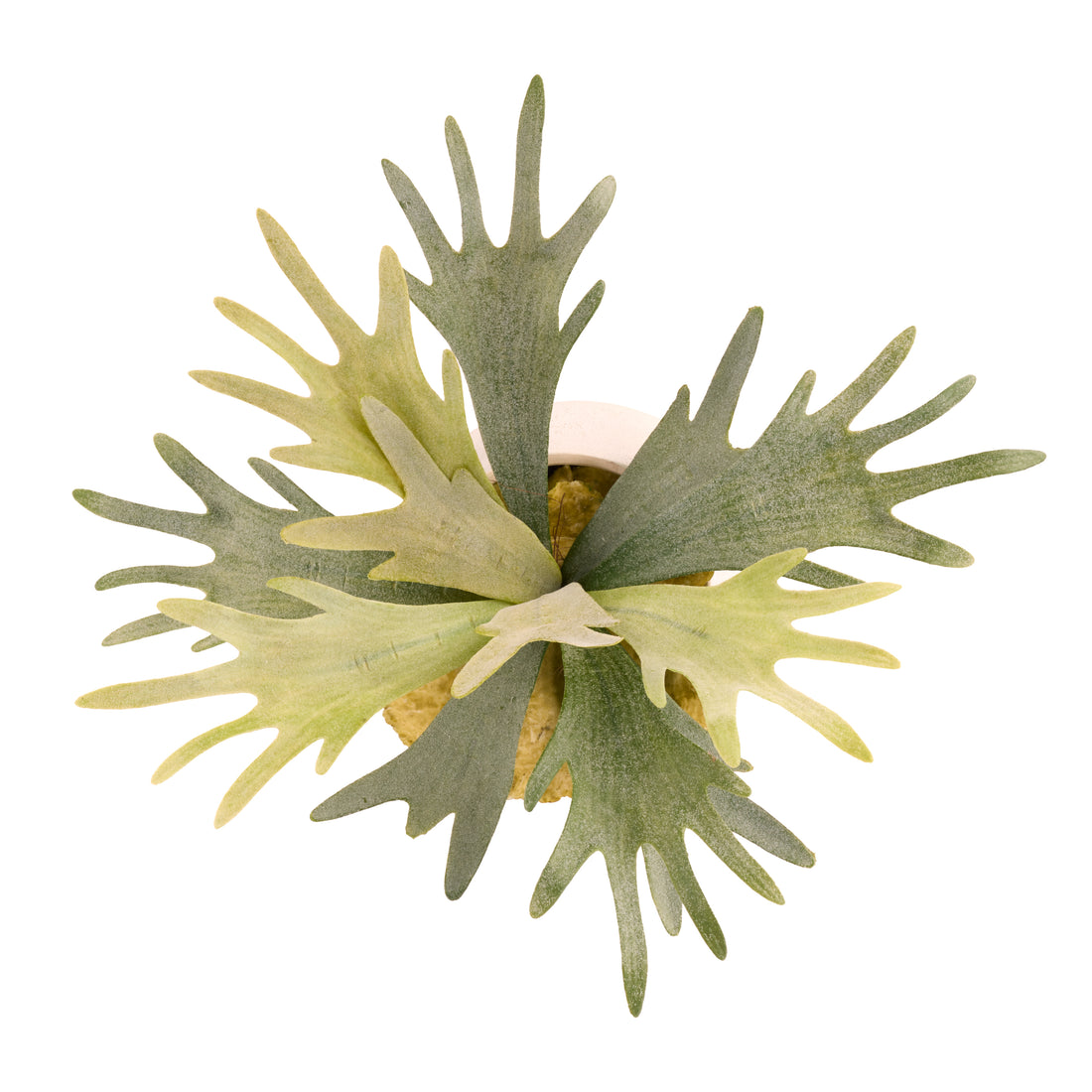 Faux Staghorn Fern - Maliah Wide Pot | Cream - 27cm