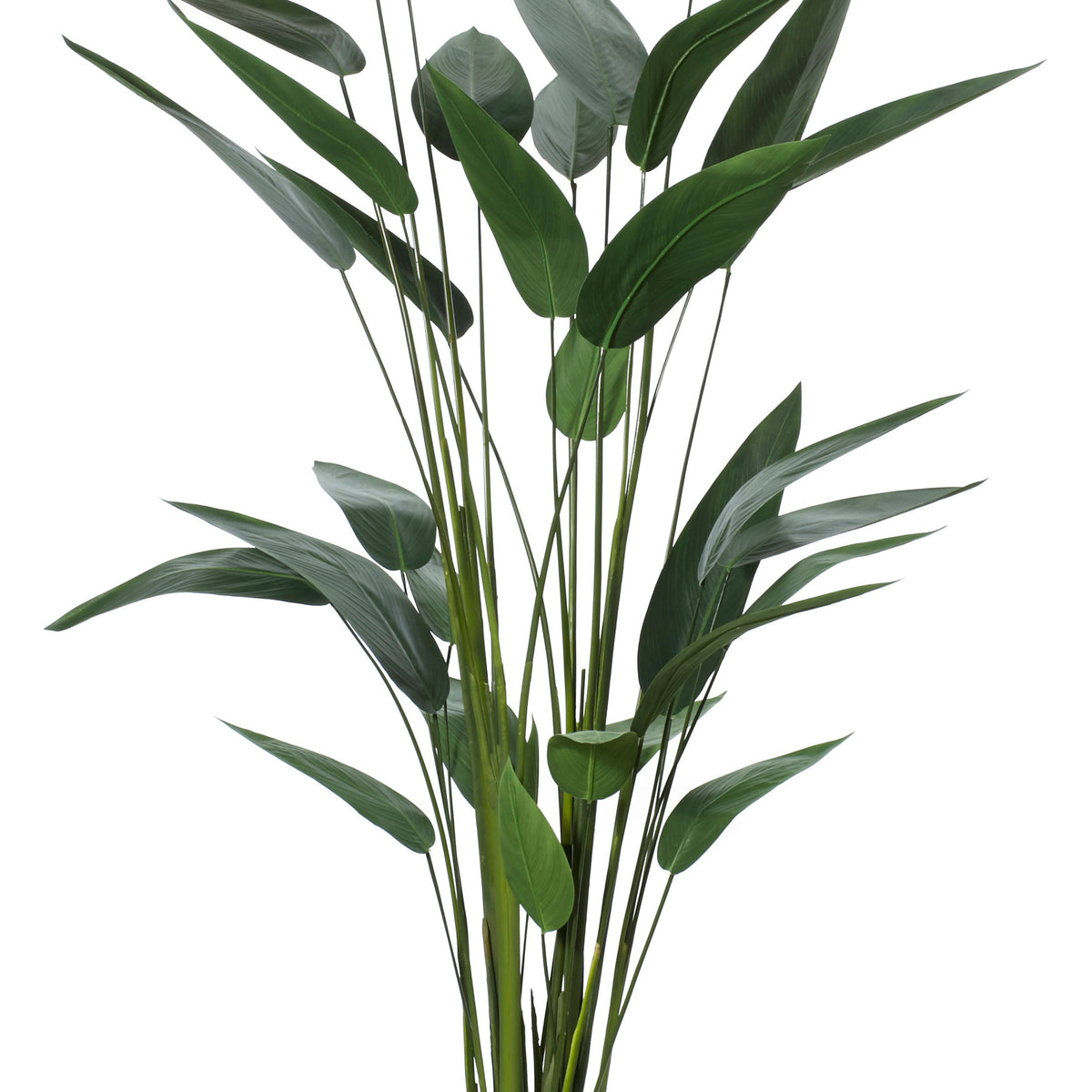 Rogue Sky Bird Plant Green