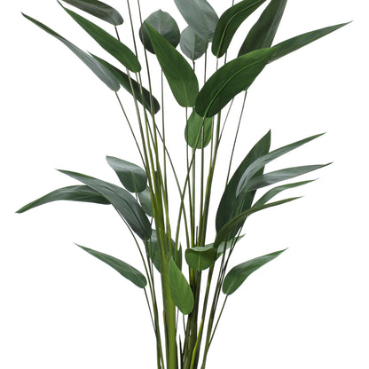 Rogue Sky Bird Plant Green