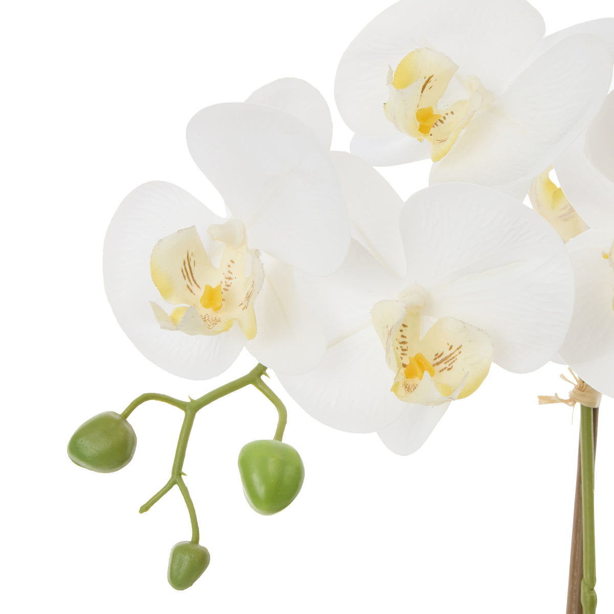 Rogue Phalaenopsis Orchid Pot White