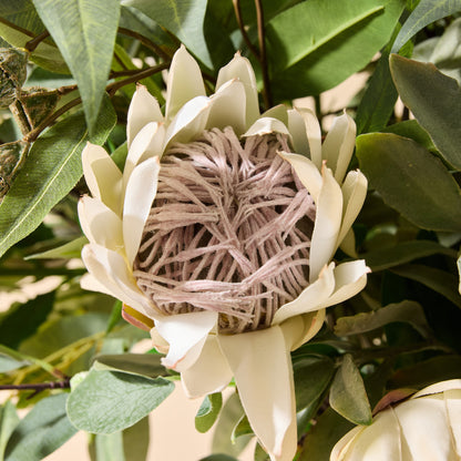 Faux Australis Protea Eucalyptus Mix - Maliah Pot | 79cm
