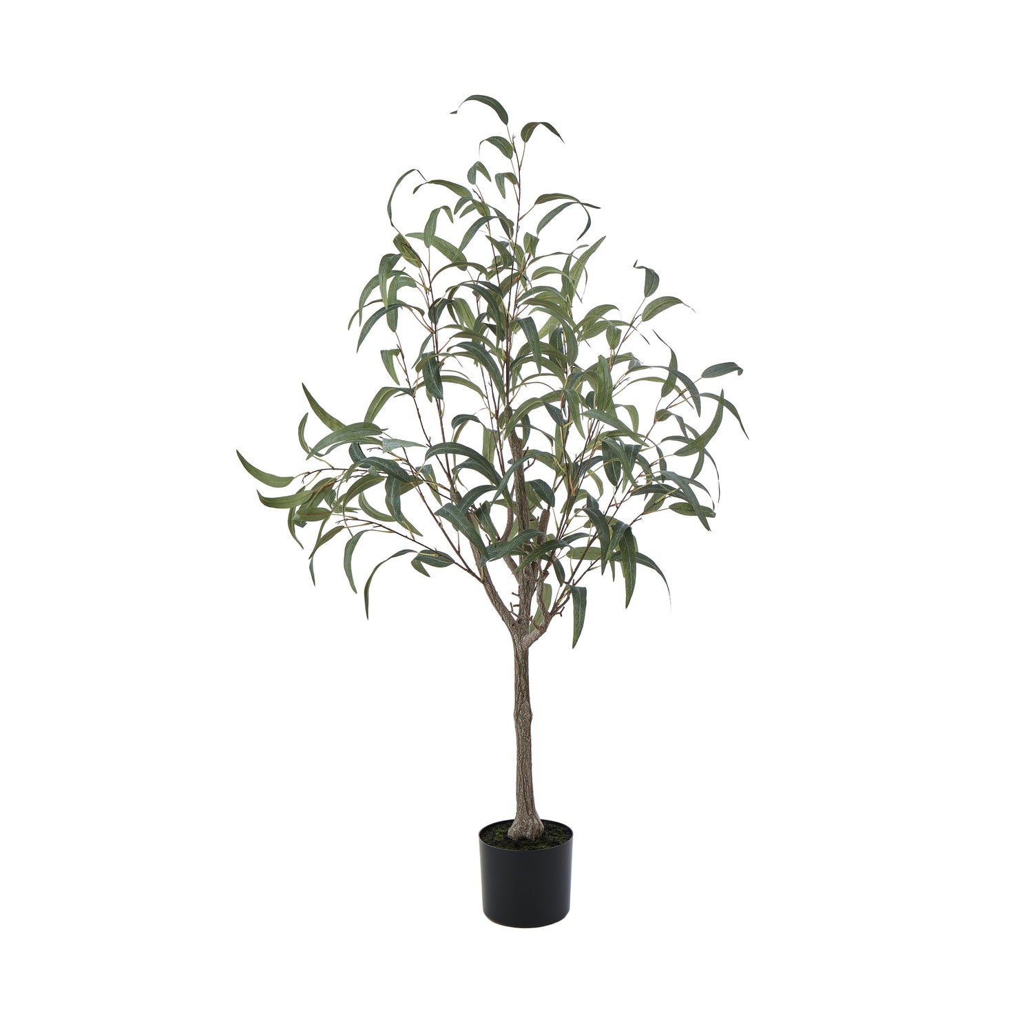 Rogue Eucalyptus Tree Green