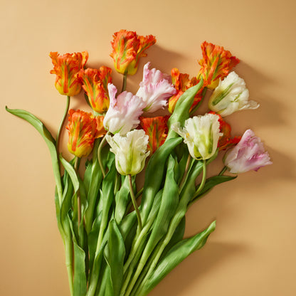 Rogue Parrot Tulip Stem White