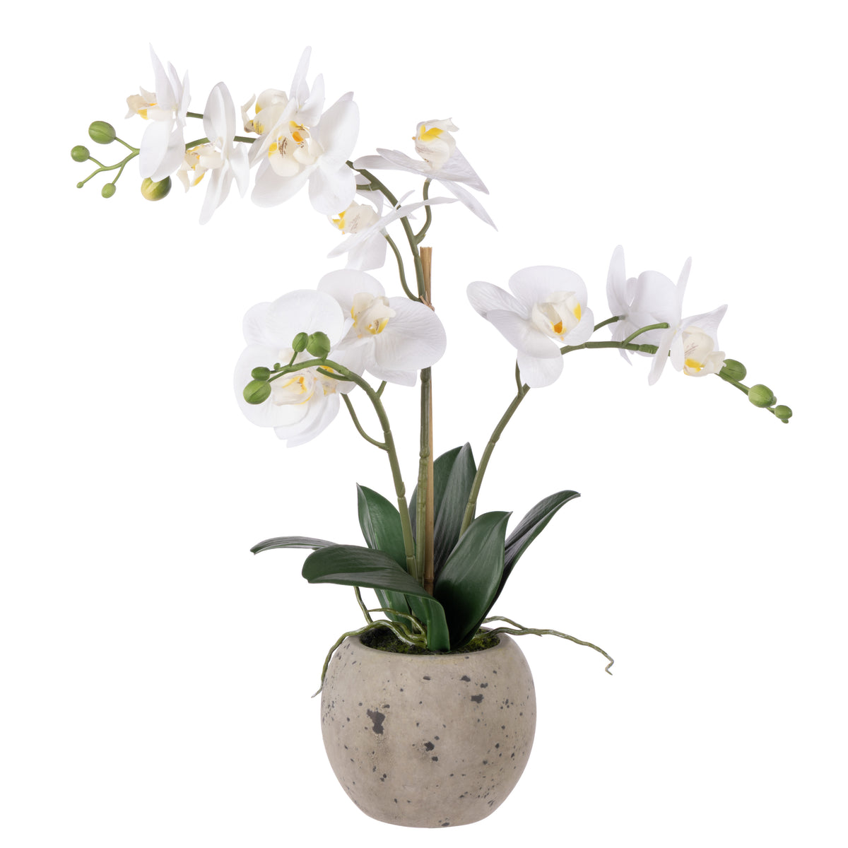 Rogue Phalaenopsis Orchid - Textured Round Pot