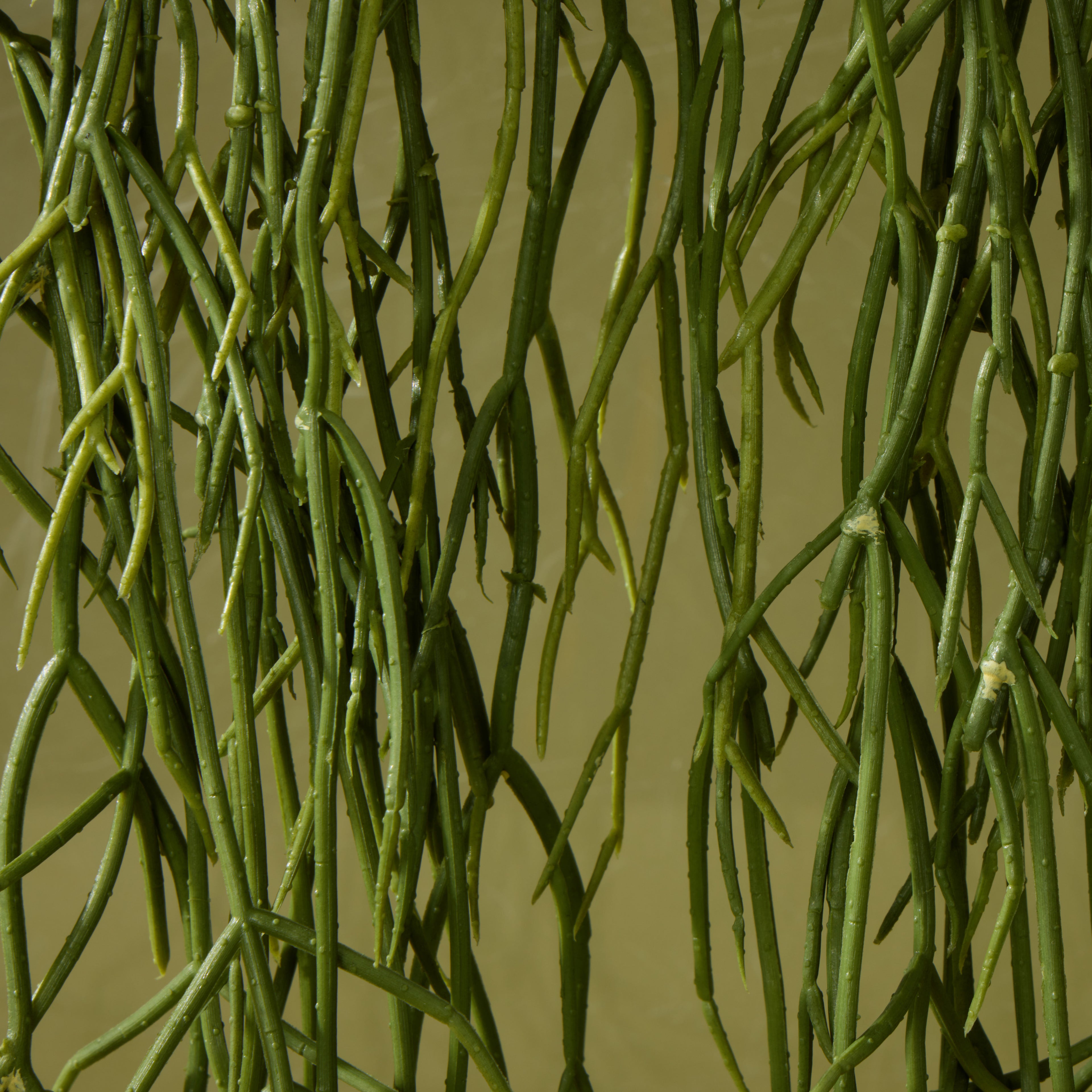 Faux Mistletoe Cactus Pot | 17cm