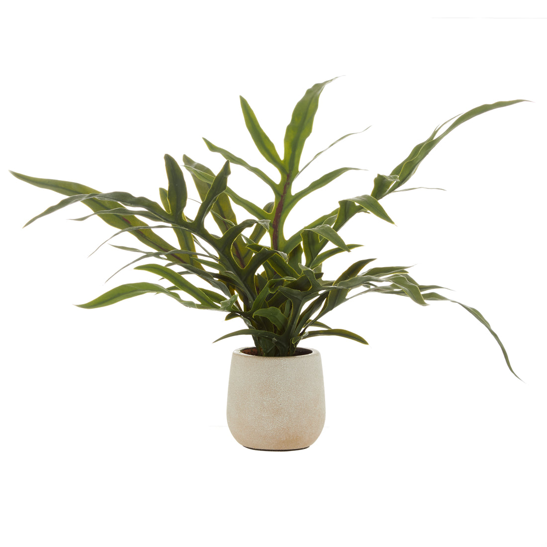 Rogue Blue Star Fern Pot Green