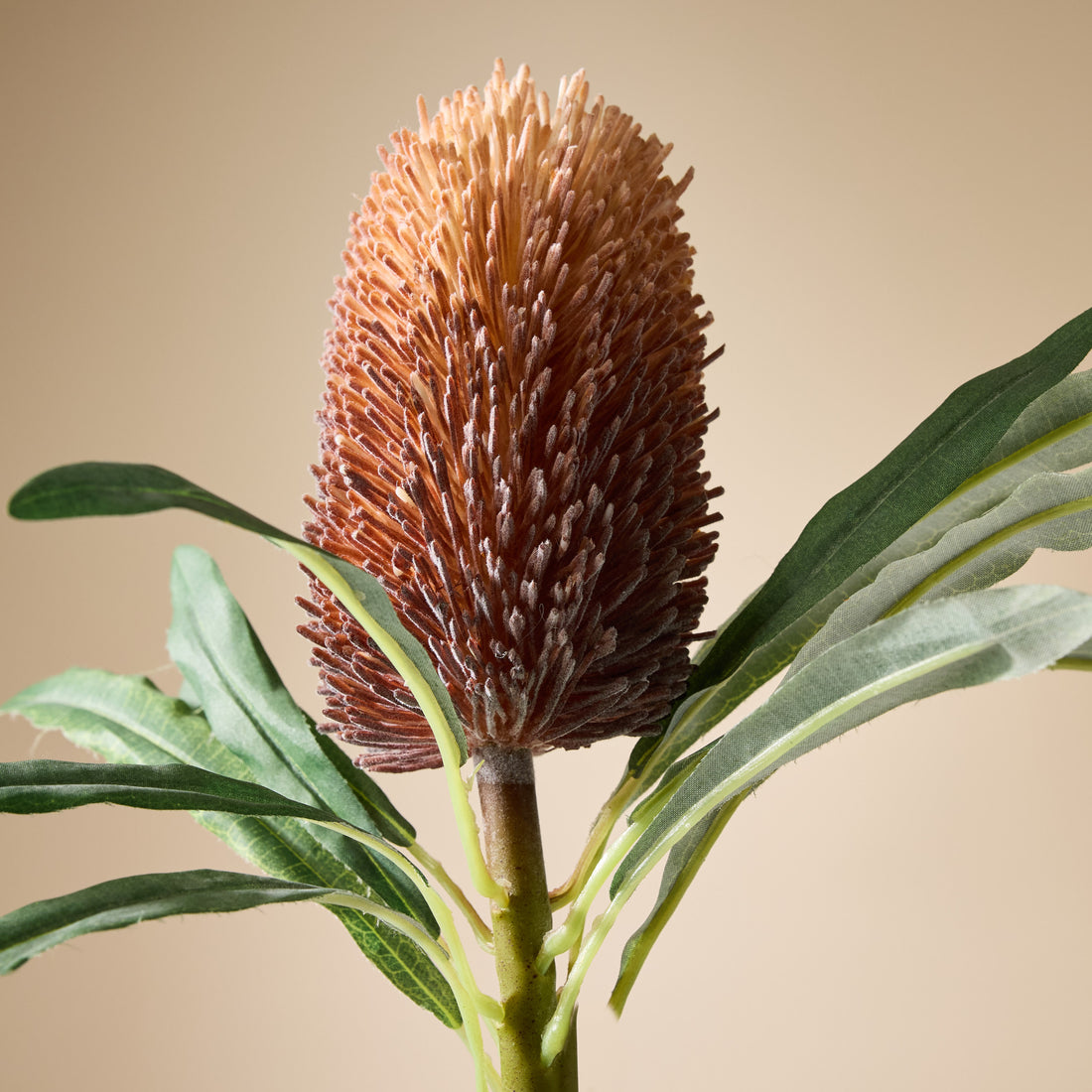 Faux Banksia Cone Stem | Brown - 61cm