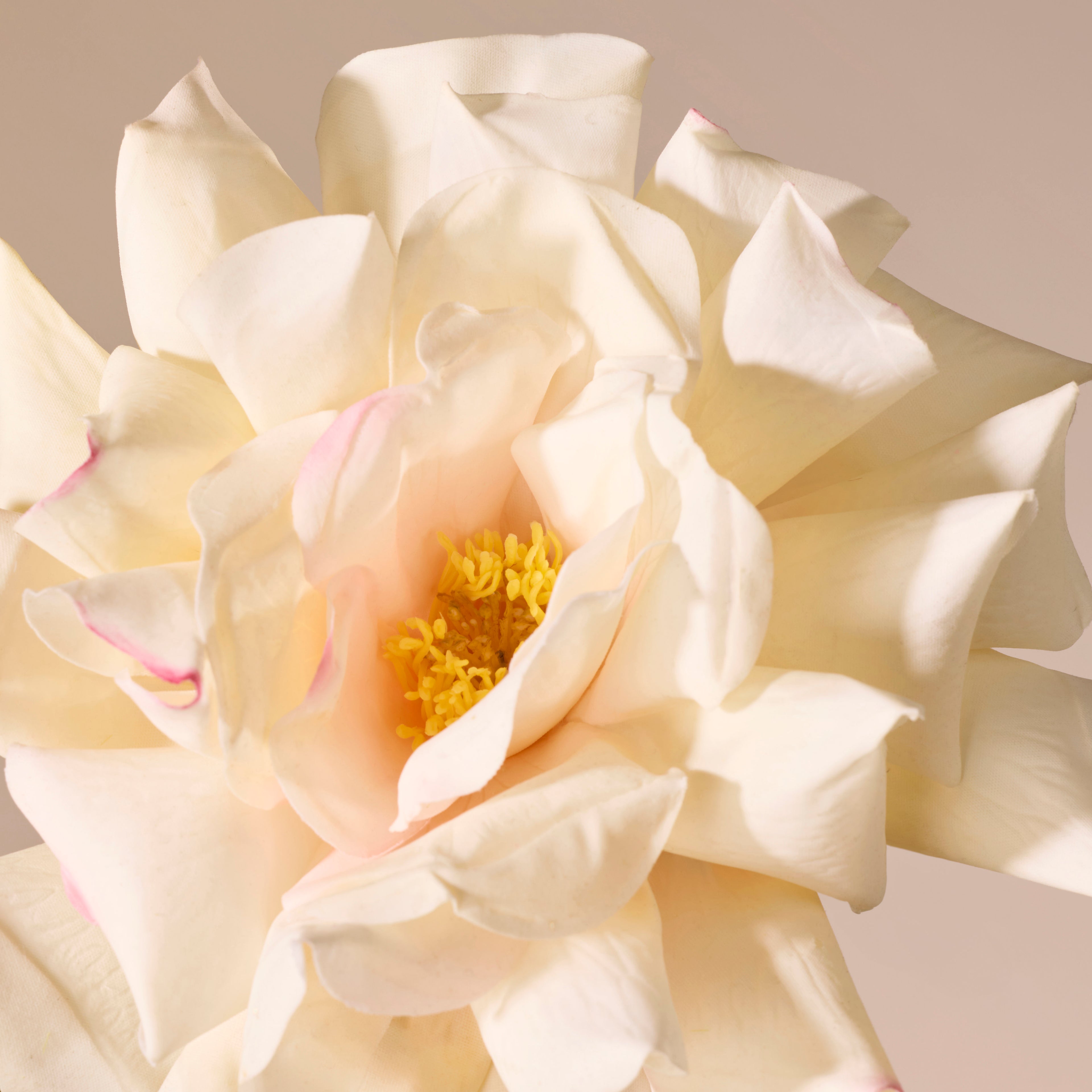 Faux Dutchess Rose Stem | Cream - 51cm