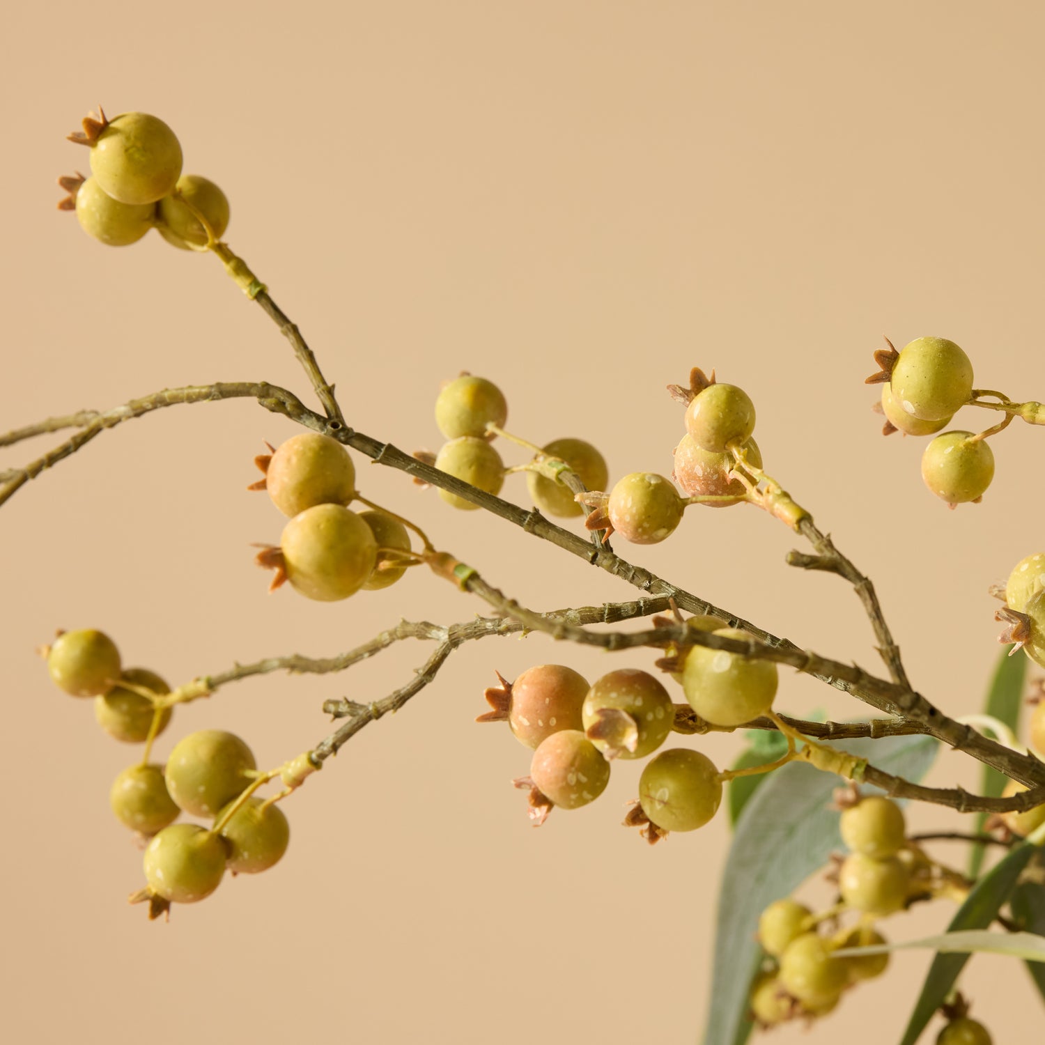 Faux Banksia Eucalyptus Arrangement - Rachel Vase | Cream - 85cm