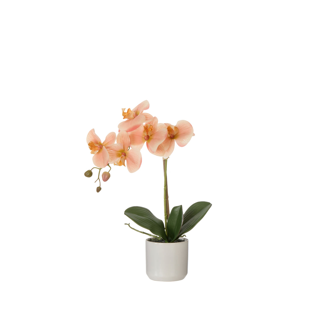 Rogue Phalaenopsis Orchid Pot Coral